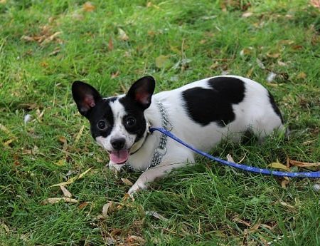 Lewis - Croisé Chihuahua Male