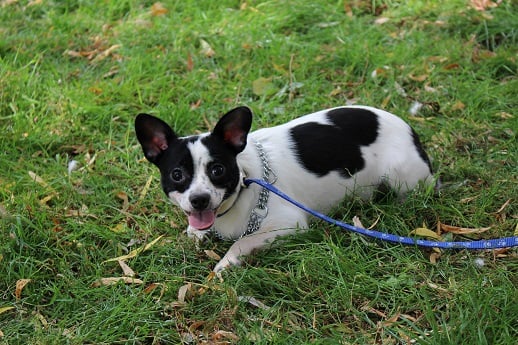 Lewis - Croisé Chihuahua Male