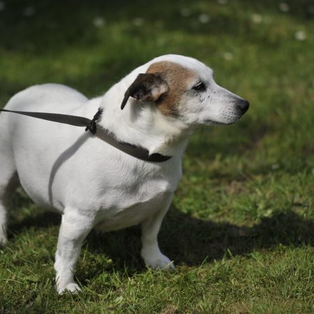 Joke - Jack Russel Femelle