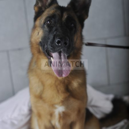 Texane - Berger Allemand femelle