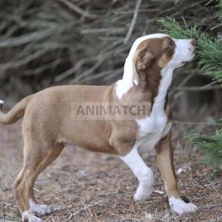 Aramis (M1) - Male Boxer vs Berger Australien
