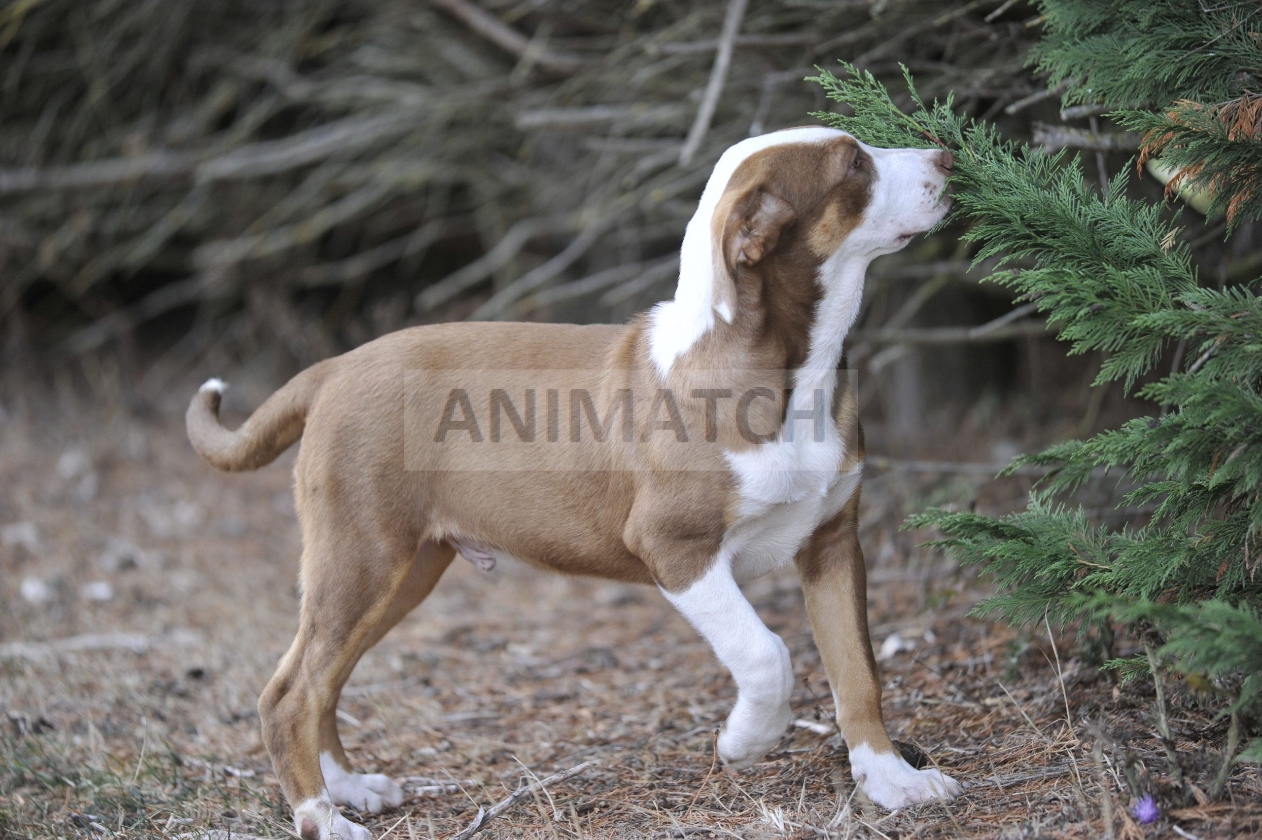 Aramis (M1) - Male Boxer vs Berger Australien
