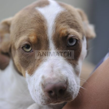 Athena (F2) - Femelle aux yeux Vairons Boxer vs Berger Australien