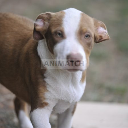 Athos (M3) - Boxer vs Berger Australien