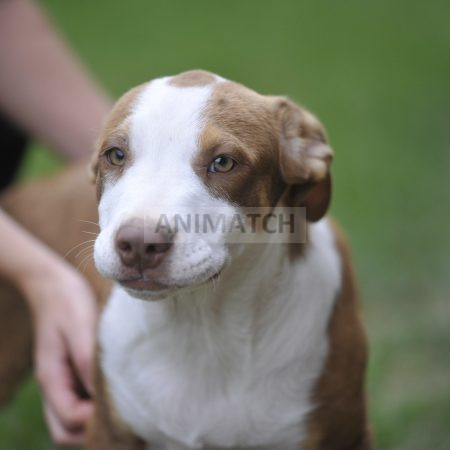 Archi (M4) - Boxer vs Berger Australien