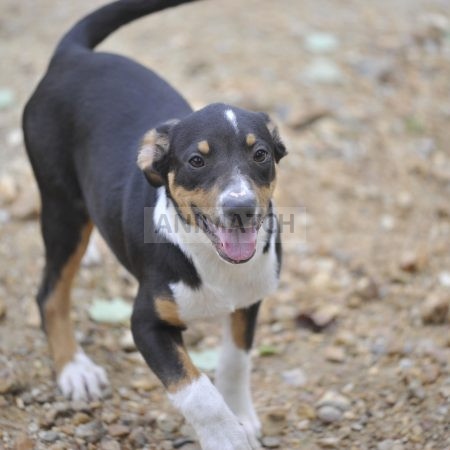 Alya (F3) - Femelle Boxer vs Berger Australien