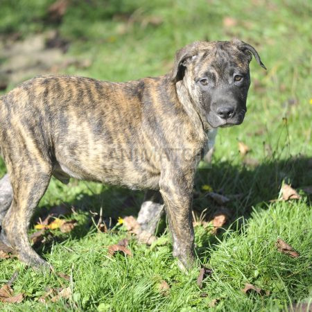 A'lupin (M1) - Mâle croisé Staffie