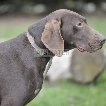 Tango - Braque Allemand mâle