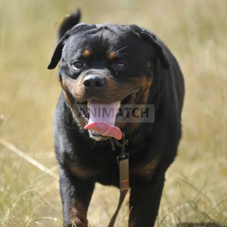 Roscoe - Rottweiler