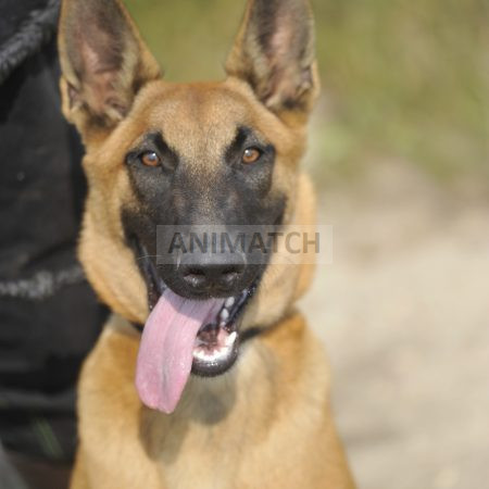 Vicky - Femelle Berger Malinois