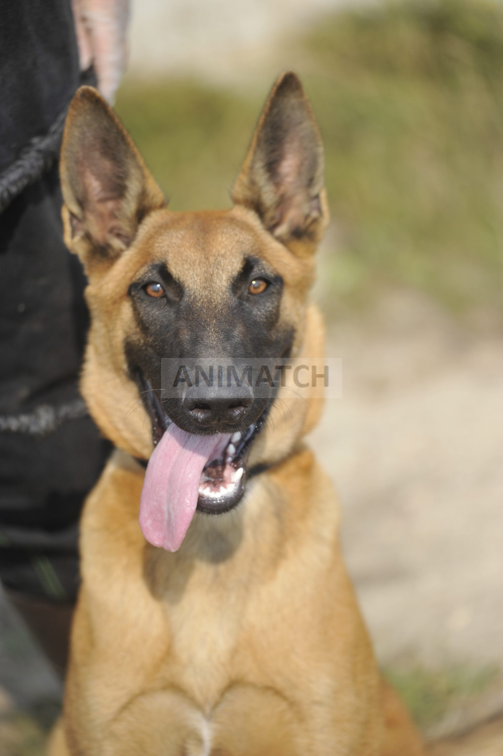 Vicky - Femelle Berger Malinois