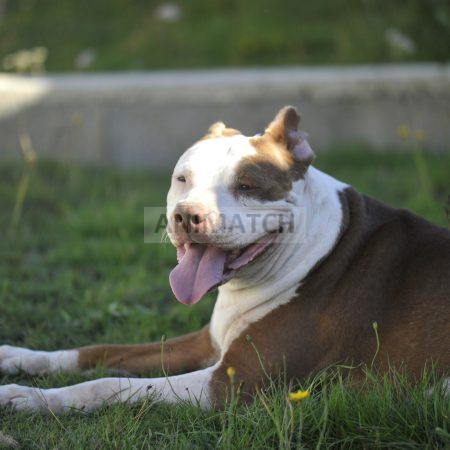 Caramelle - Femelle type Boxer