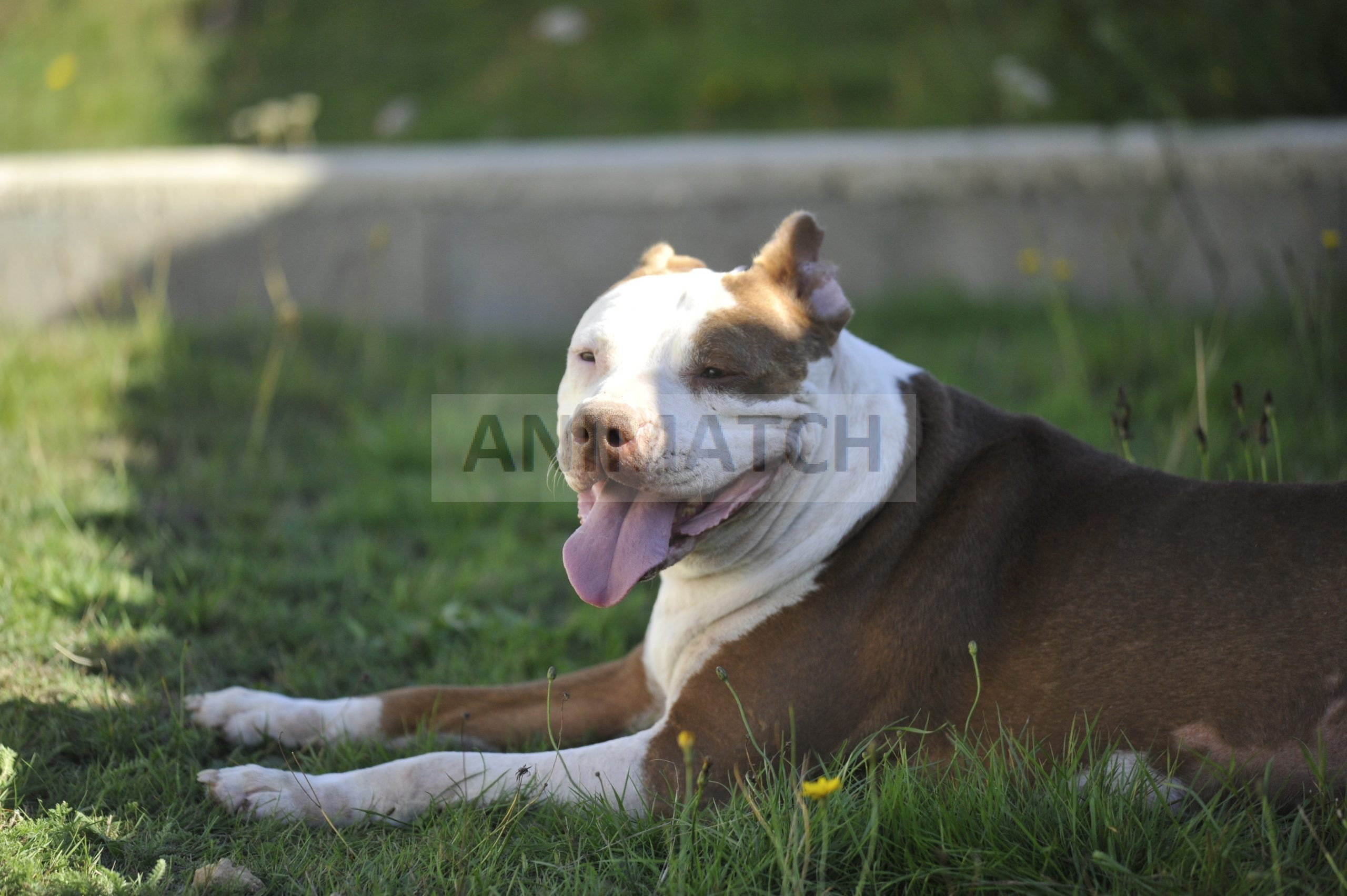 Caramelle - Femelle type Boxer