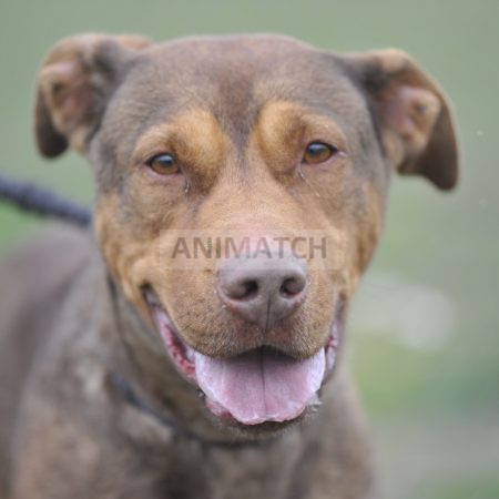 Pika - Femelle American Staffordshire