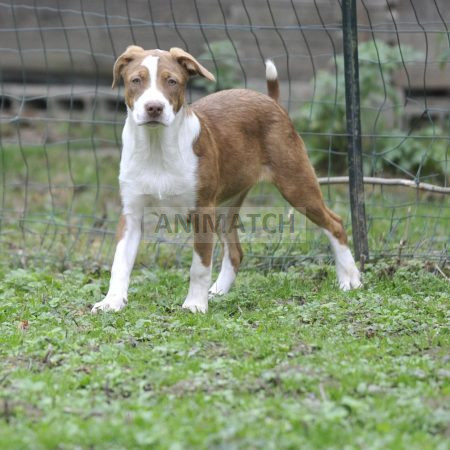 Abba (F1) - Femelle Boxer vs Berger Australien