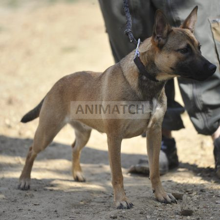 Praline - Femelle croisée Malinois miniature