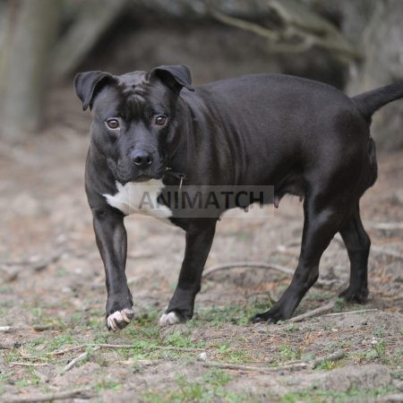 Vodka - Femelle Staffie