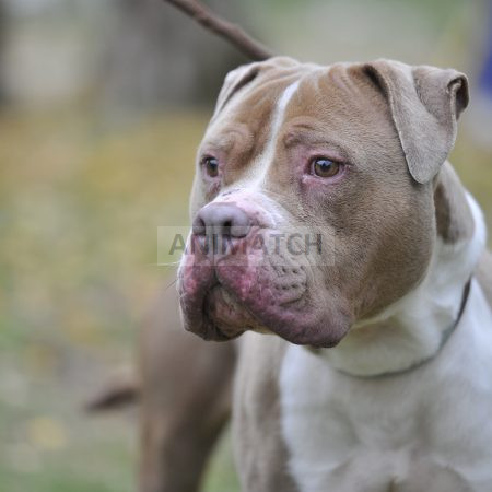 Shakira - Femelle American Bully XL