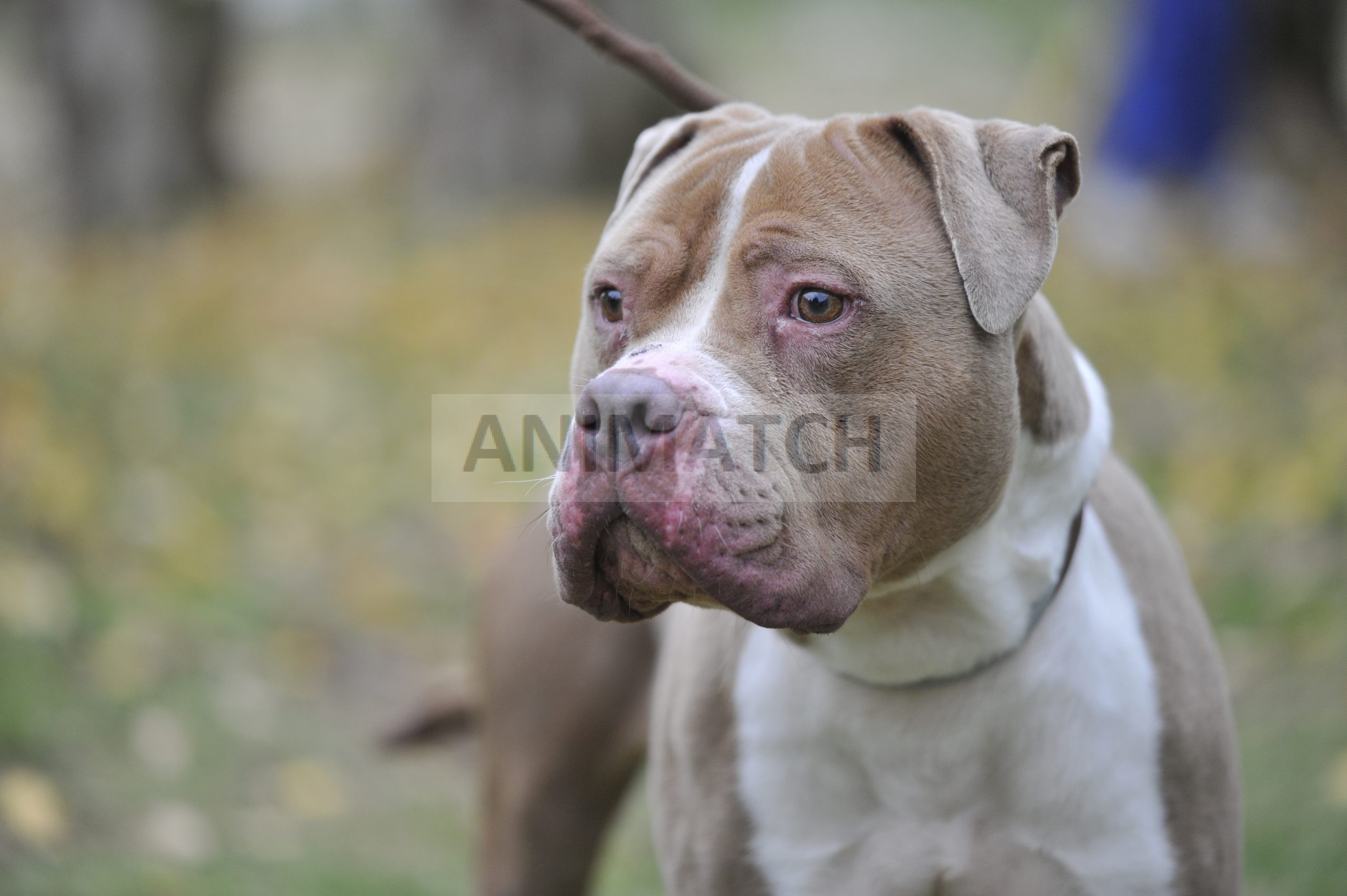 Shakira - Femelle American Bully XL