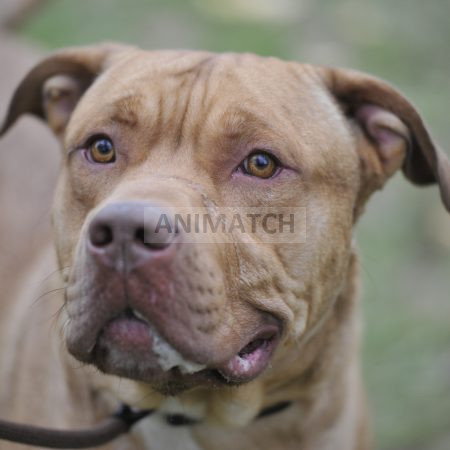 Marlo - mâle croisé grand Dogue et Berger