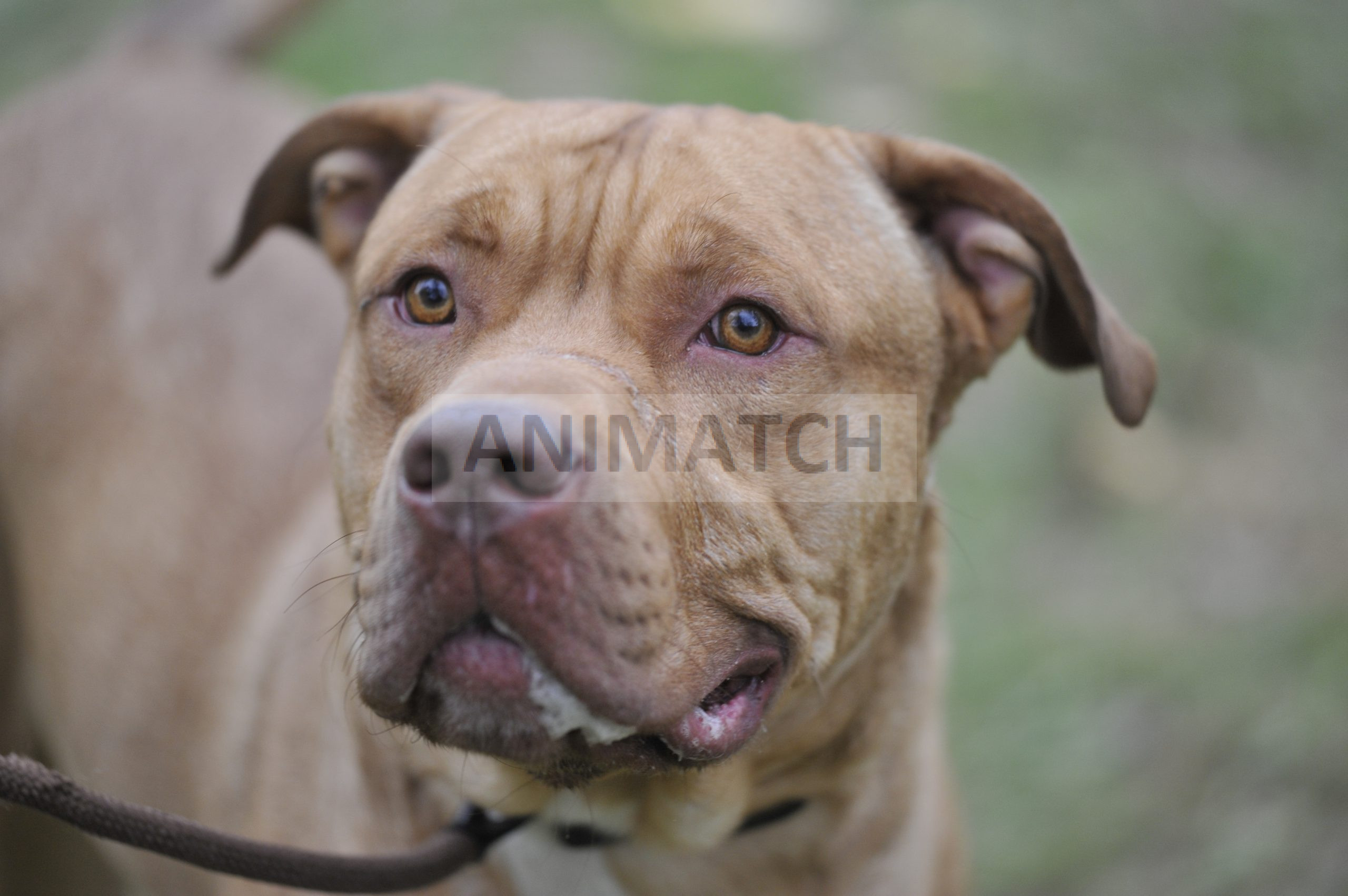 Marlo - mâle croisé grand Dogue et Berger