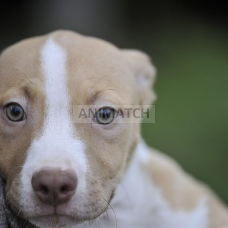 Anna (F1) - Femelle type Dogue