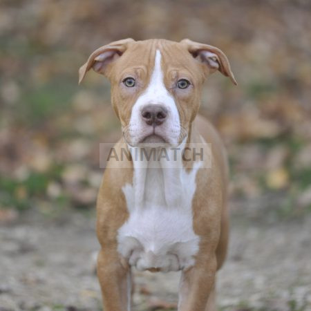 Atlas (M1) - Mâle type Dogue