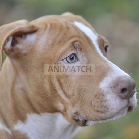 Andros (M2) - Mâle type Dogue