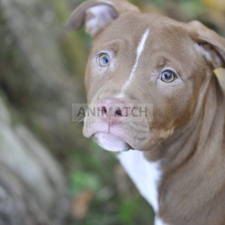 Axelle (F3) - Femelle type Dogue