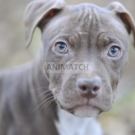 Ares (M1) - Mâle Staffie