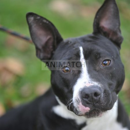 Aven - croisée Boston Terrier