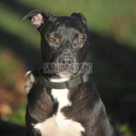 Zelda (alias Alma) - Croisée Bouledogue Américain