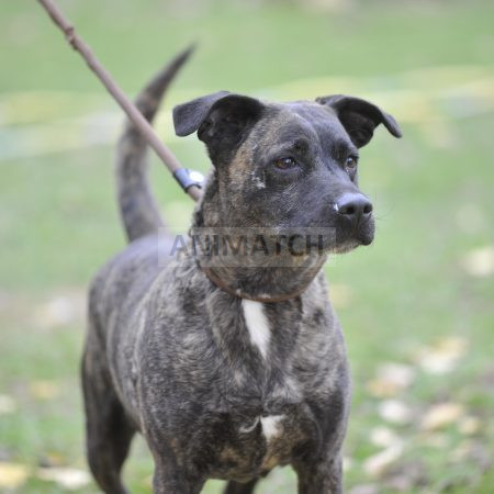 O'Hara - Femelle croisée