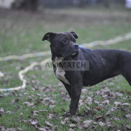 Xena - American Bully femelle