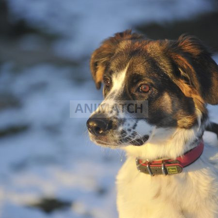 Bella - chiot Femelle croisée Setter x Labrador