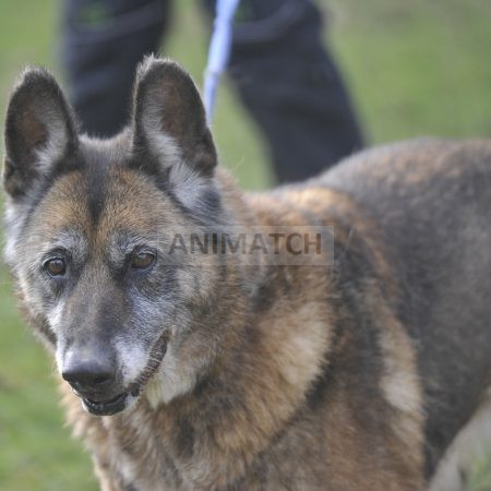 Jypsy - femelle croisée Berger Allemand x Malinois noire et feu
