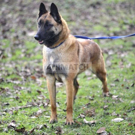 Joy - femelle Berger Malinois fauve charbonné