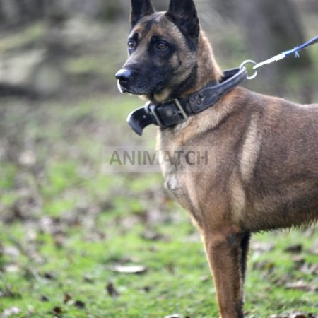 Lucky - mâle Berger Malinois fauve charbonné