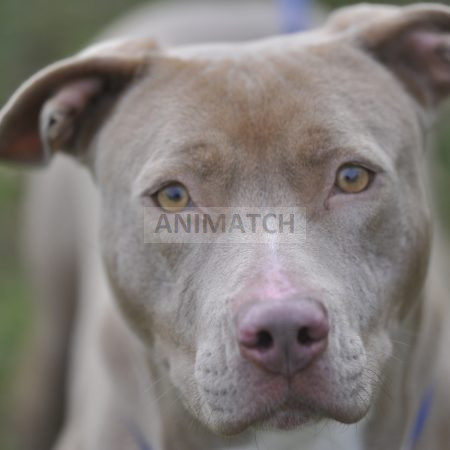 Tessa - femelle type Dogue