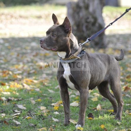 Kanelle - Femelle croisée terrier