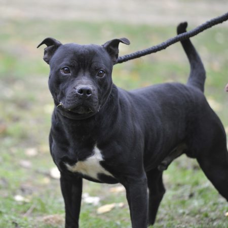 Sealver - mâle Staffie