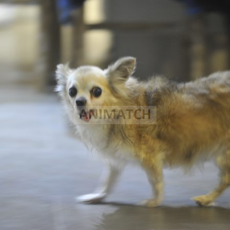 Goliath - Mâle Chihuahua
