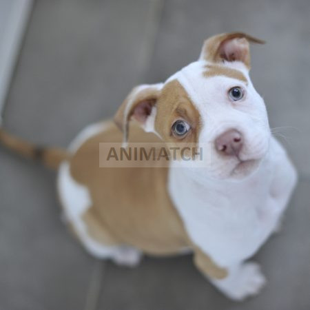 Belle - chiot Femelle Dogue