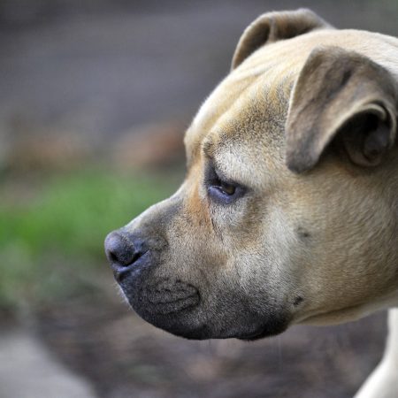 Lana - Femelle Berger croisé boxer
