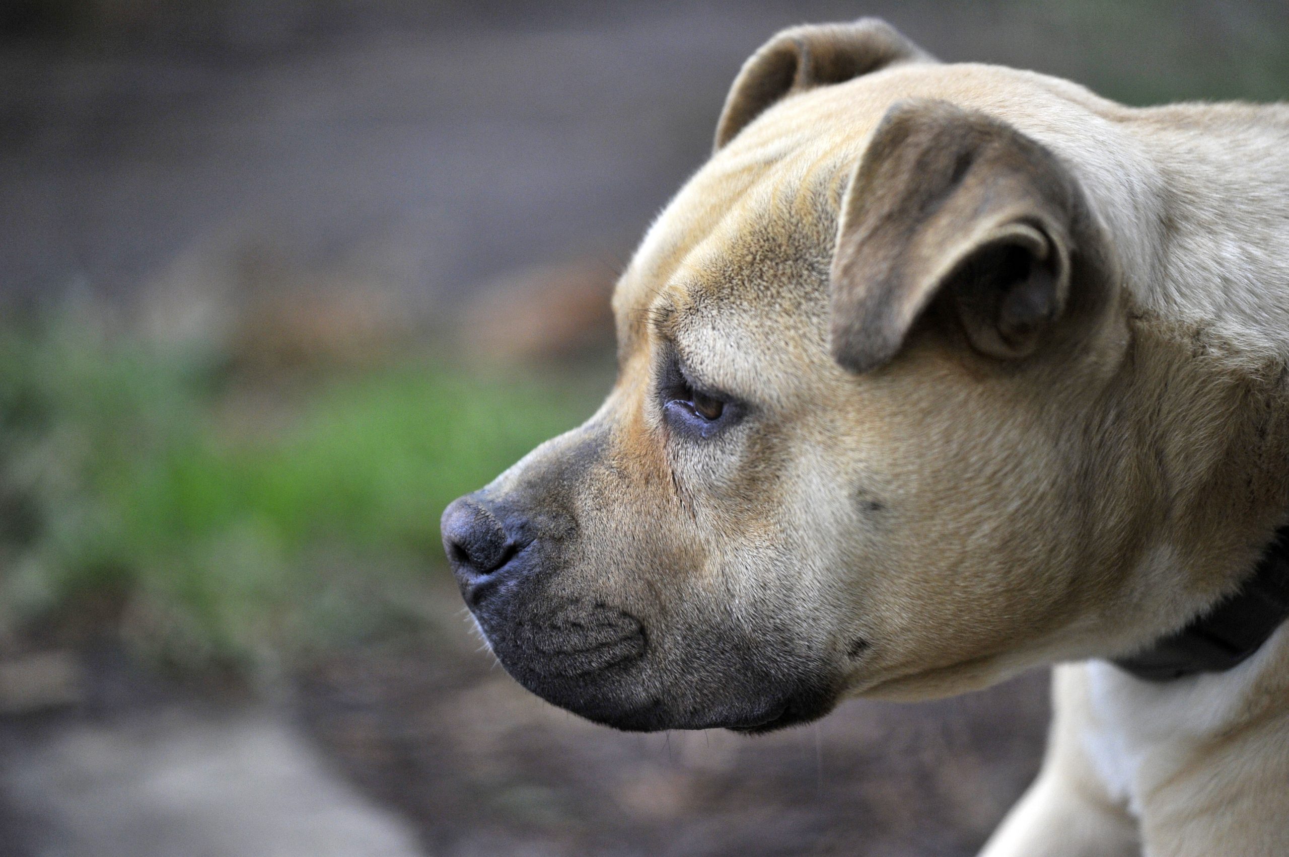 Lana - Femelle Berger croisé boxer