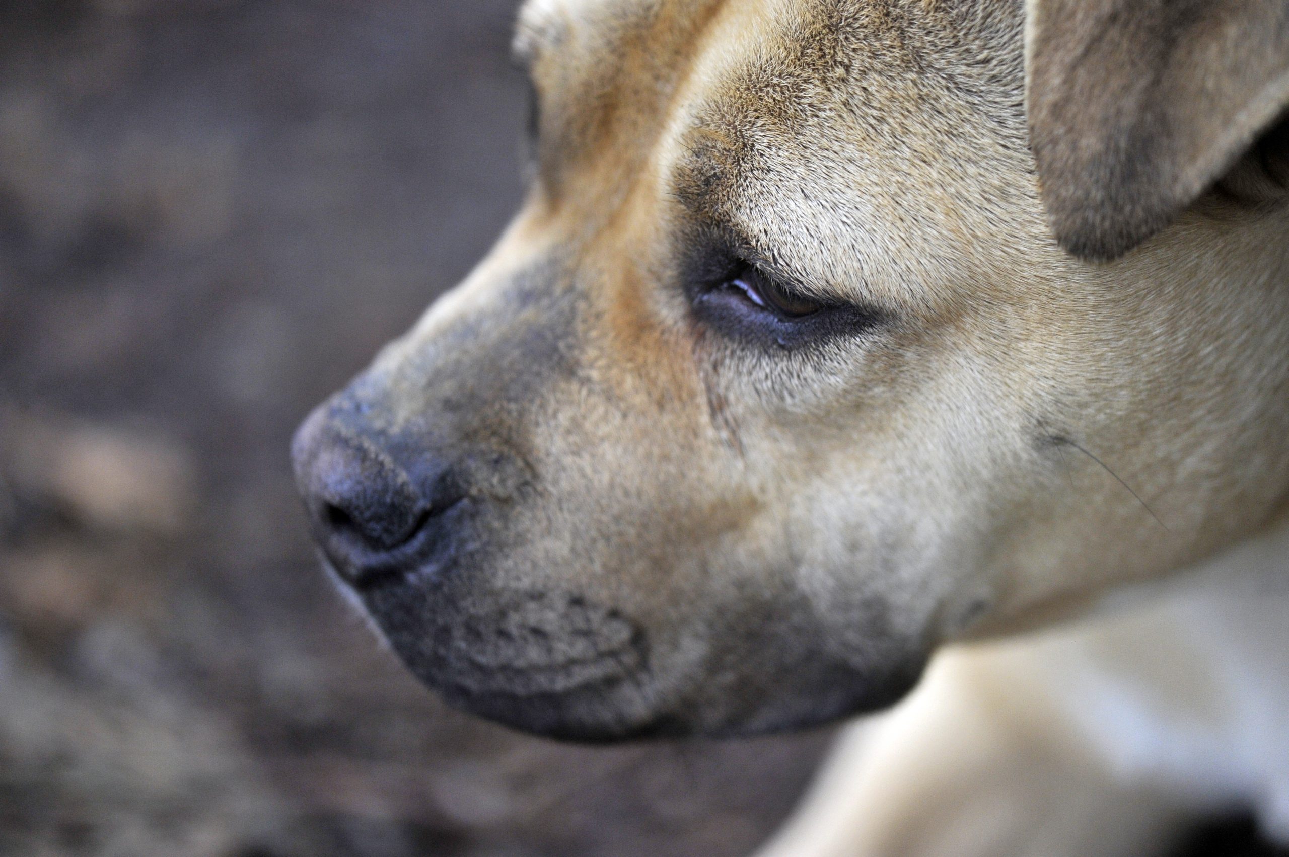 Lana - Femelle Berger croisé boxer – Image 5