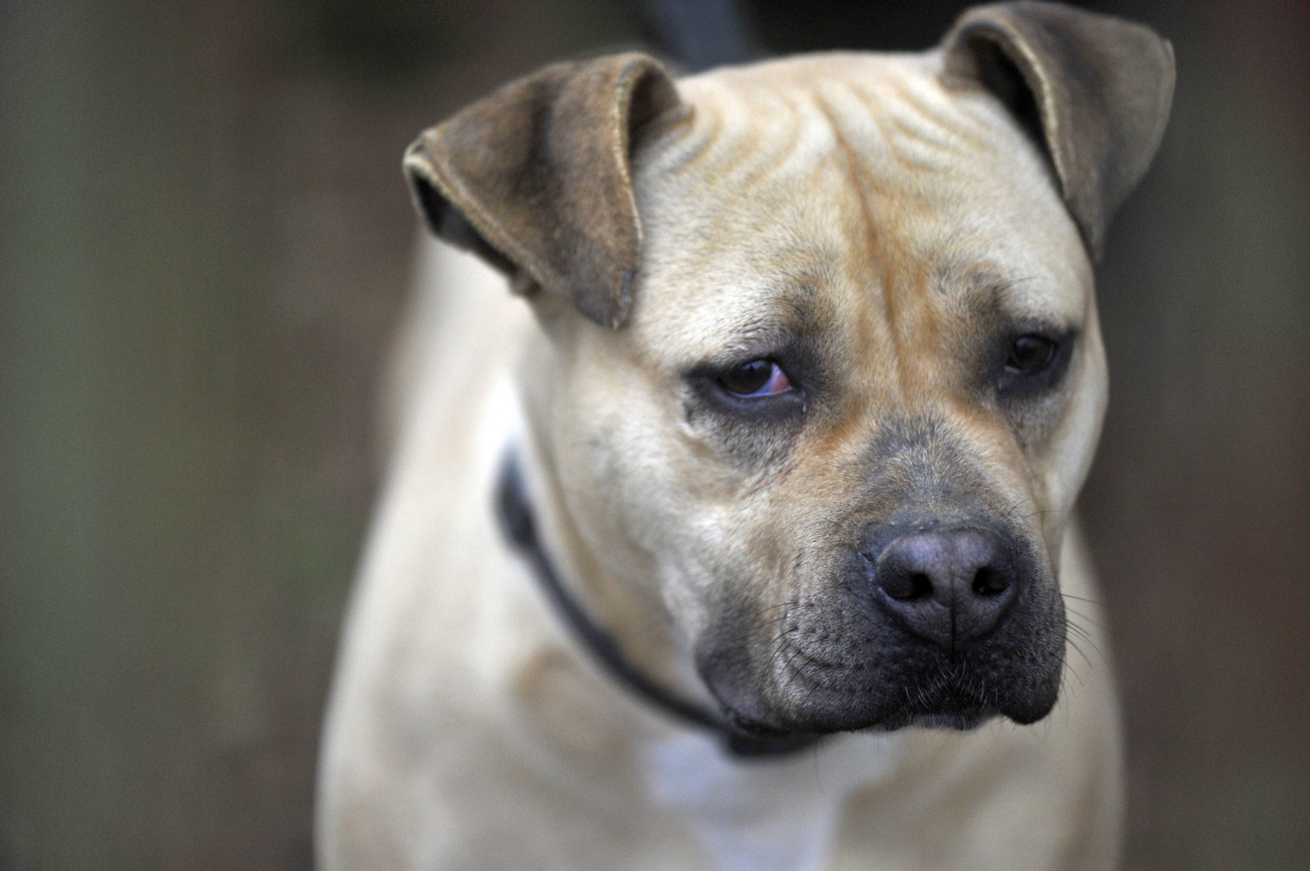 Lana - Femelle Berger croisé boxer – Image 4