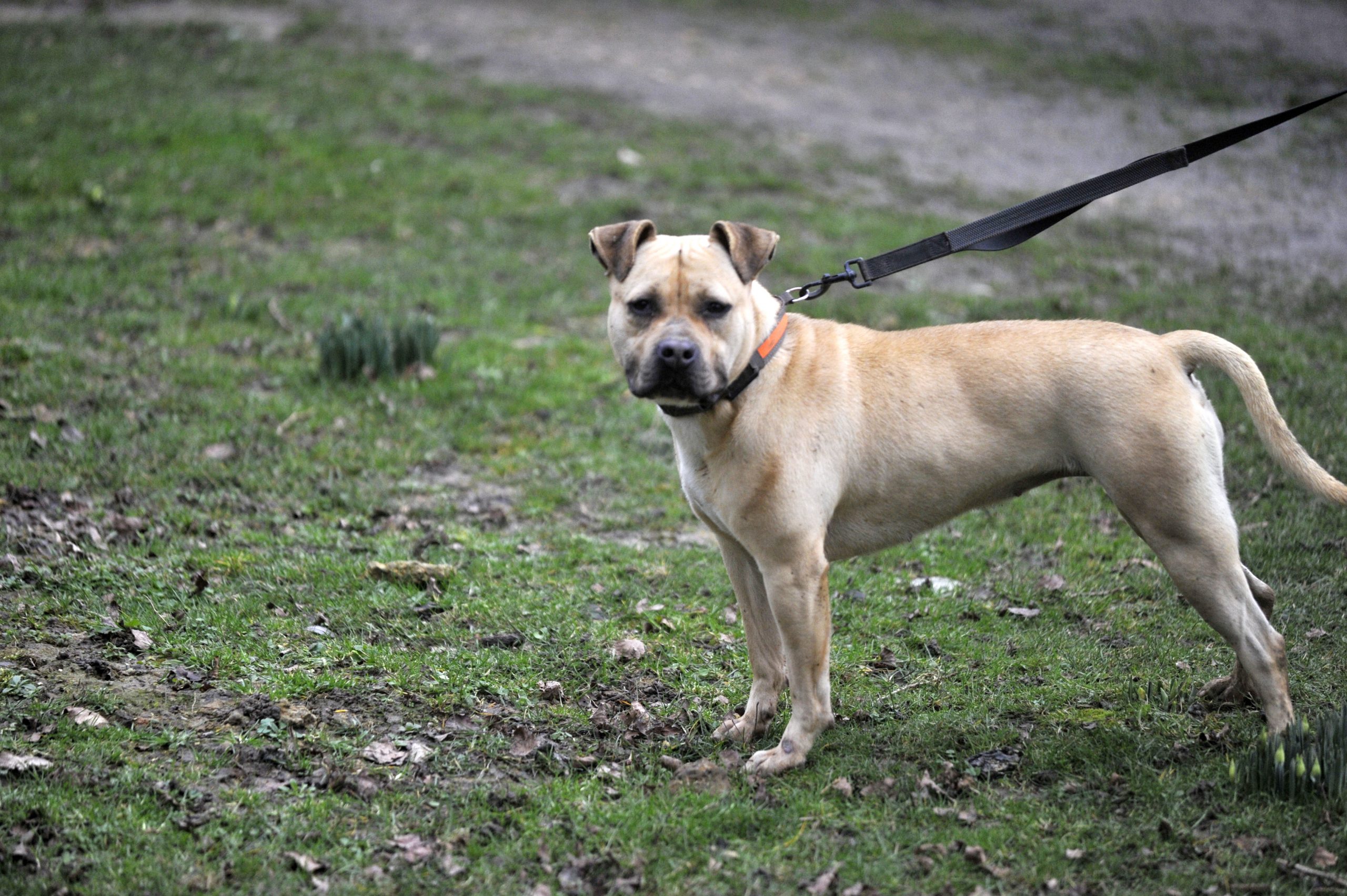 Lana - Femelle Berger croisé boxer – Image 3