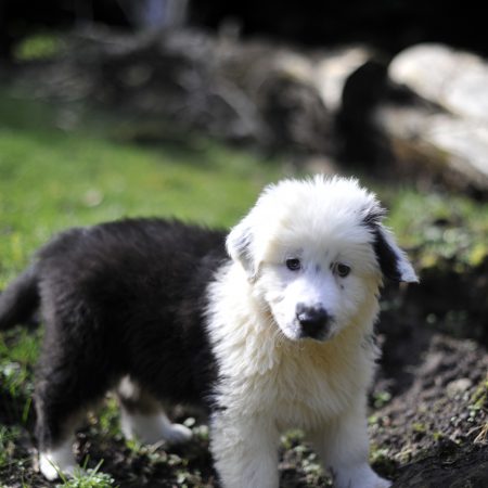 Astro - Male Berger Australien