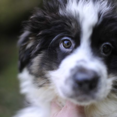 Angel - Male Berger Australien